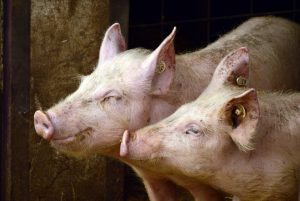 Kompenzacioni fond odobrio: Dva miliona KM za sanaciju štete od afričke kuge svinja