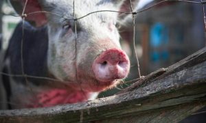 Afrička kuga svinja se širi: Za spas farmi hitno spustiti rampu na granici