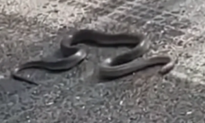Gmizavaca nikad više: Prolaznici snimili dugačku zmiju kako se penje uz drvo VIDEO