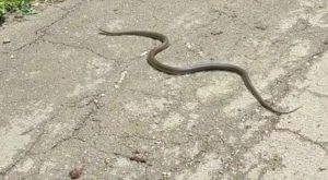 Šetači pažnja! Pojavile se zmije na Banj brdu