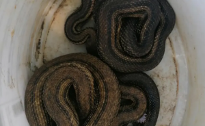Neprijatan prizor! Vatrogasci u podrumu porodične kuće našli dvije zmije FOTO