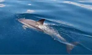 Delfin uočen u Riječkom zalivu: Stručnjaci apeluju da ga ljudi ne diraju VIDEO