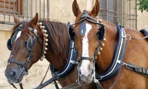Izložbe raznih grla stoke: Prva “Fijakerijada” čuva sjećanje na tradiciju uzgoja konja