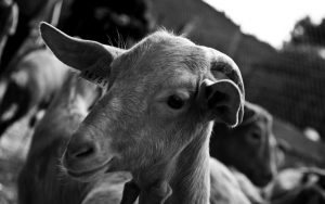 Kako bi se stalo na put gubitku životinja: Kineski naučnici prvi put klonirali tibetanske koze