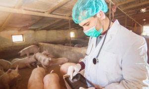 Pomoć uzgajivačima svinja: Više od dva miliona KM za sanaciju štete od afričke kuge