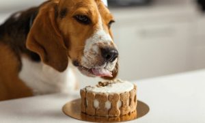 Iznenadite svog ljubimca: Banjalučanka otkrila kako se prave torte za pse VIDEO