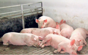 Nepoštovanja mjera: Farmere i klaoničare krive za pojavu afričke kuge svinja
