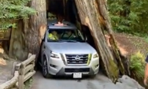 Hm… Autom pokušao da prođe kroz drvo staro 2.500 godina – zaglavio se VIDEO