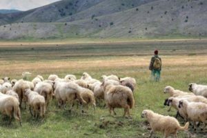 Na ispaši bile u tuđoj njivi: Komšije za krvoproliće okrivile ovce, domaćin ubijen sjekirom
