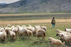 Vraćen roditeljima: Pronađen tinejdžer koji je nestao dok je čuvao stoku