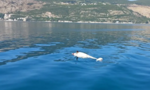 Fotografije na internetu izazvale nevjericu i tugu! Uginuo delfin u Herceg Novom