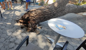 Epilog nevremena! Srušilo se drvo na plaži, četiri osobe povrijeđene FOTO