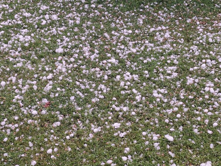 Ubijalo i ptice u letu, mrtvi golobovi su bili svuda oko nas: Jezive slike stižu iz Čačka nakon nevremena FOTO