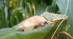 Ogromni insekt zastrašuje zvukom: Zvuči kao puška “Kalašnjikov” VIDEO