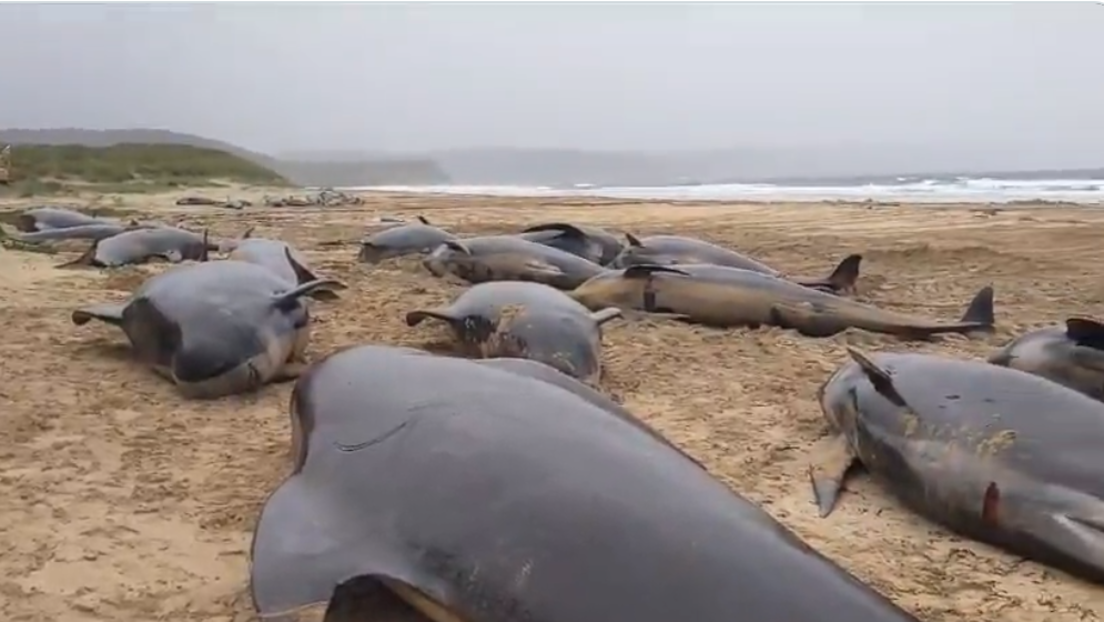 Masovno uginuće na obalama Škotske: Više od 50 pilot kitova se nasukalo, samo jedan uspio da preživi