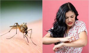 Dnevna doza humora: Šta kaže komarac?
