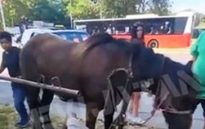 Tužan snimak napaćenog konja: Kolabirao i srušio se, tjerali ga da tegli teret po najvećoj vrućini VIDEO