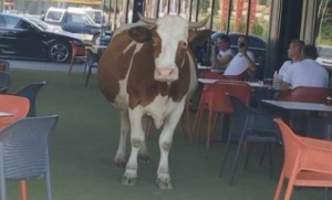 Simpatična scena: Krava prošetala baštom kafića, gosti se “bacili” na fotkanje