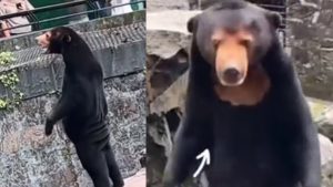 Kineski zoološki vrt negira da su njegovi medvjedi ljudi u kostimima VIDEO