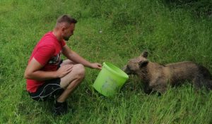 Neobičan događaj: Mještani spasili ženku medvjeda koja se zapetljala u žicu VIDEO