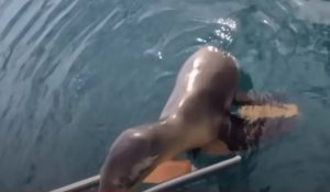 Morski lav napao dječaka: Sumnja se da je pomahnitao zbog algi