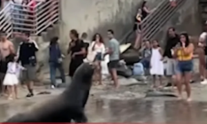 Neugodan susret ljudi i ugrožene vrste: Morski lavovi nasrnuli na plivače VIDEO