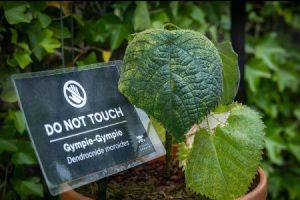 Ima svog čuvara: Najotrovnija biljka zaključana u Alnvik botaničkoj bašti