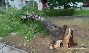 Posljedice nevremena: Na Starčevici stablo palo na dječije igralište VIDEO