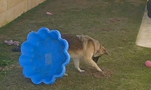 Lukavi pas Kora! Iskopao rupu u dvorištu pa ovako prikrio “zločin” VIDEO