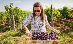 Za rad na plantažama dnevnica od 25 do 50 evra: Crna Gora vapi za sezoncima
