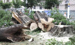Prednost za one kojima je napotrebnije: Zagreb srušena stabla poklanja građanima za ogrjev