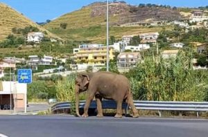 Slon pobjegao iz cirkusa, pa prošetao ulicama u Italiji