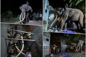 Diplomatski spor zbog slona: Poslije navodnog zlostavljanja, životinja se vratila na Tajland