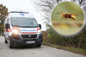 Nakon pet godina – sjeća se svakog trenutka! Stršljen ga ujeo za glavu, jedva spasen