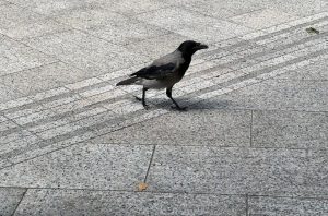 Plaši prolaznike: Pomahnitala vrana rastjerala Banjalučane iz kafića