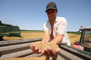 Prvi otkosi pšenice pokazuju da je ovogodišnji kvalitet izuzetno loš: Žito iznevjerilo ratare