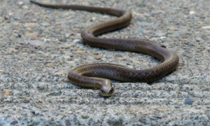 Prizor od kojeg podilazi jeza: Snimio kako jedna zmija jede drugu VIDEO