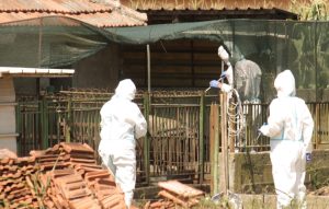 Intervencija u Modriči: Eutanazirano šest svinja zaraženih afričkom kugom