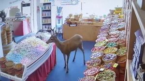 Razgledao ponuđene delikatese: Radoznali jelen u prodavnicu slatkiša VIDEO