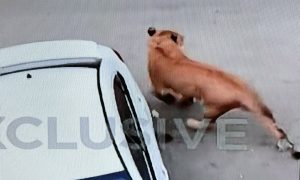 Lav pobjegao iz vozila: Životinja izazvala paniku na ulicama milionskog grada