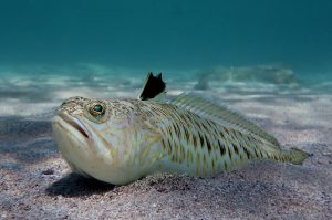 Susret sa njom može biti opasan: Najotrovnija riba u Jadranskom moru
