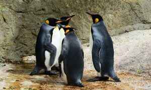 Mučan prizor zatekao radnike: Provalio u ZOO vrt i odrubio glavu pingvinu