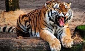 Pijan ušao u zoološki vrt i glumio Tarzana: Tigar napao posjetioca
