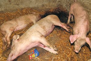 Zbog afričke kuge svinja: Vanredna situacija na području Požarevca