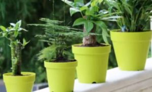 Privlače sreću, ljubav i novac: Ove tri biljke poželjno je da imate u vašoj kući