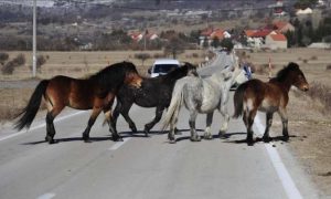 Životinja izašla na put: Muškarac vozilom usmrtio divljeg konja