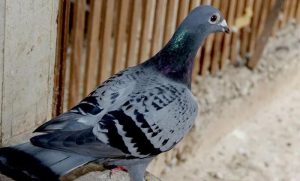 Bio u pritvoru osam mjeseci: Policija oslobodila goluba osumnjičenog za špijunažu