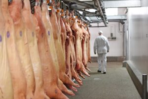 Tanka ponuda diže cijene: Zbog afričke kuge u Srpskoj eutanazirano više od 45.000 svinja