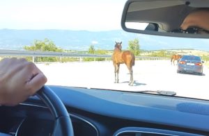 Neobičan prizor na granici Hrvatske i BiH: Divlji konji iznenadili vozače VIDEO