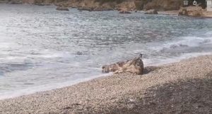 Reagovale nadležne službe: More na jadransku plažu izbacilo – kravu